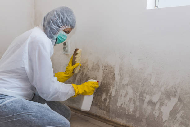 Why You Should Choose Our Mold Remediation Services in East Prairie, MO